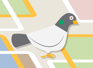 pigeon
