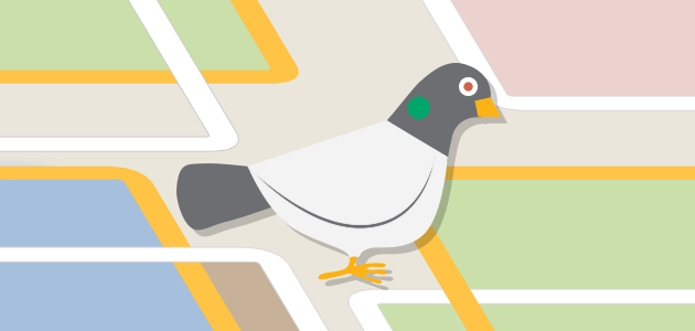 pigeon
