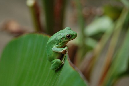 "I'll just stay here on this leaf"